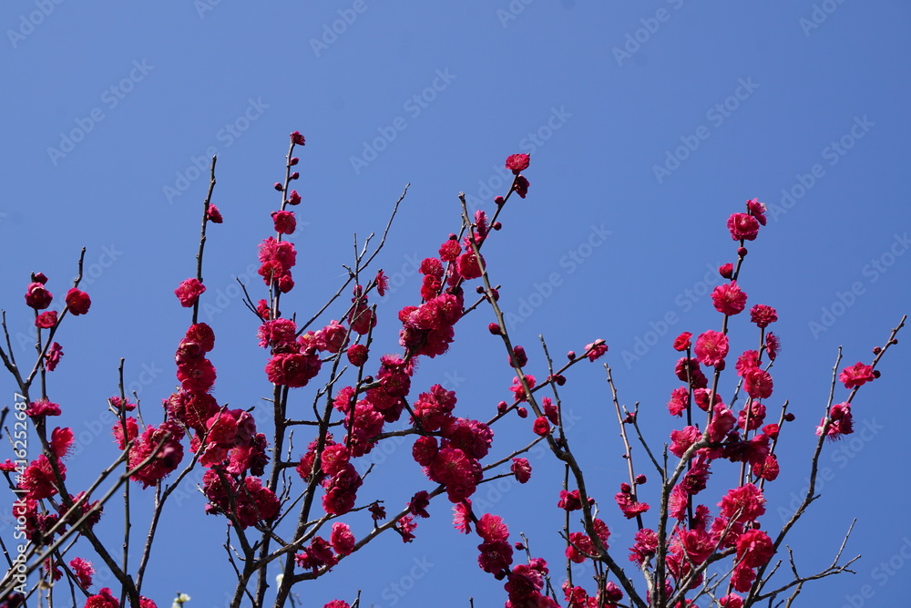 青空の紅梅