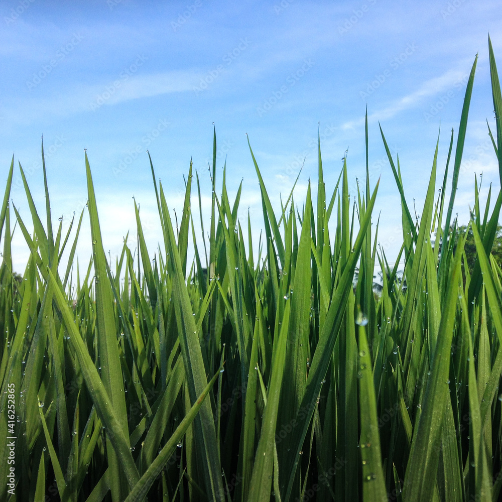 a stunning rice field view from Ubud Bali Indonesia a stunning rice field view from Ubud Bali Indonesia