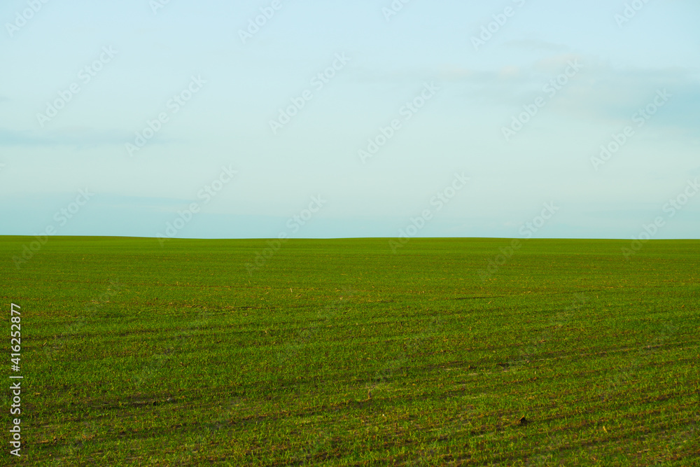 Natural background. Green moss texture close-up with shallow depth of field. Sunlight.