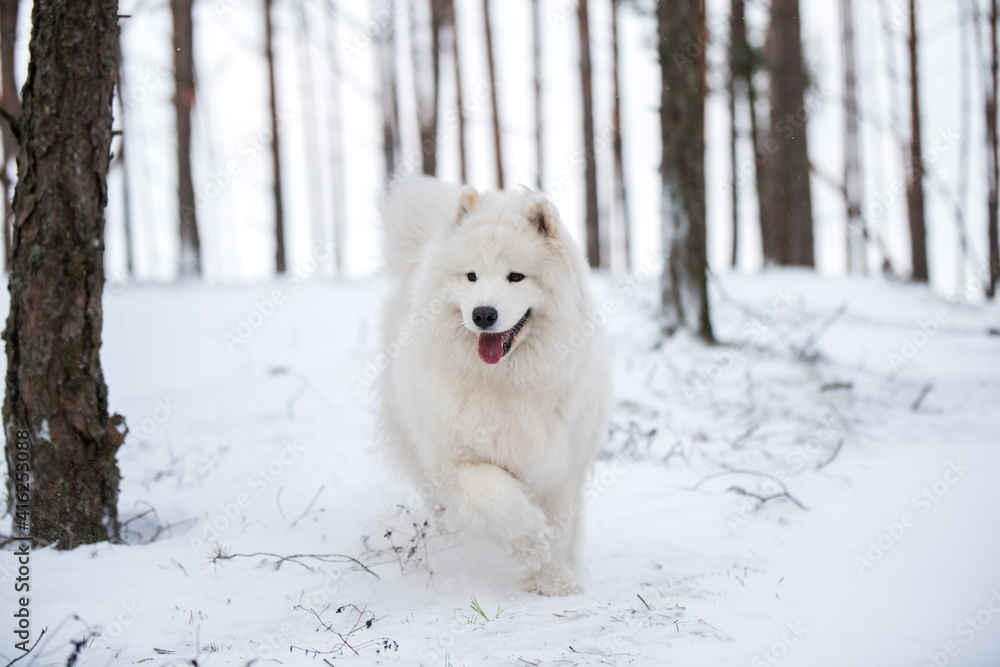 Samoyed white dog is sitting in the winter forest Samoyed white dog is sitting in the winter forest
