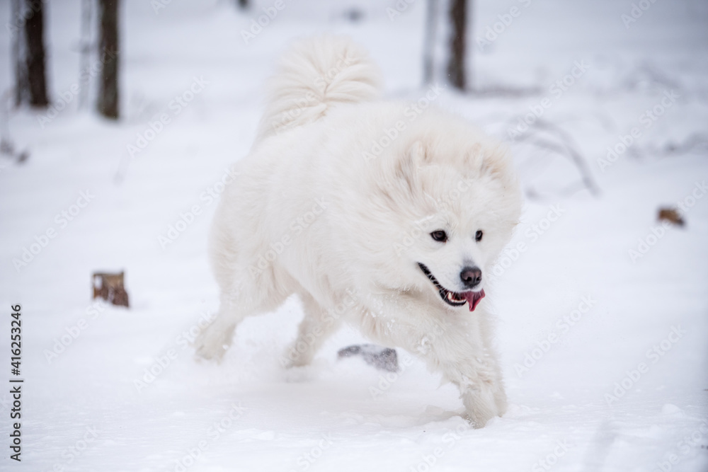 Samoyed white dog is running on snow outside Samoyed white dog is running on snow outside