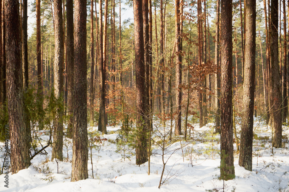 Naklejka premium zimowe drzewa