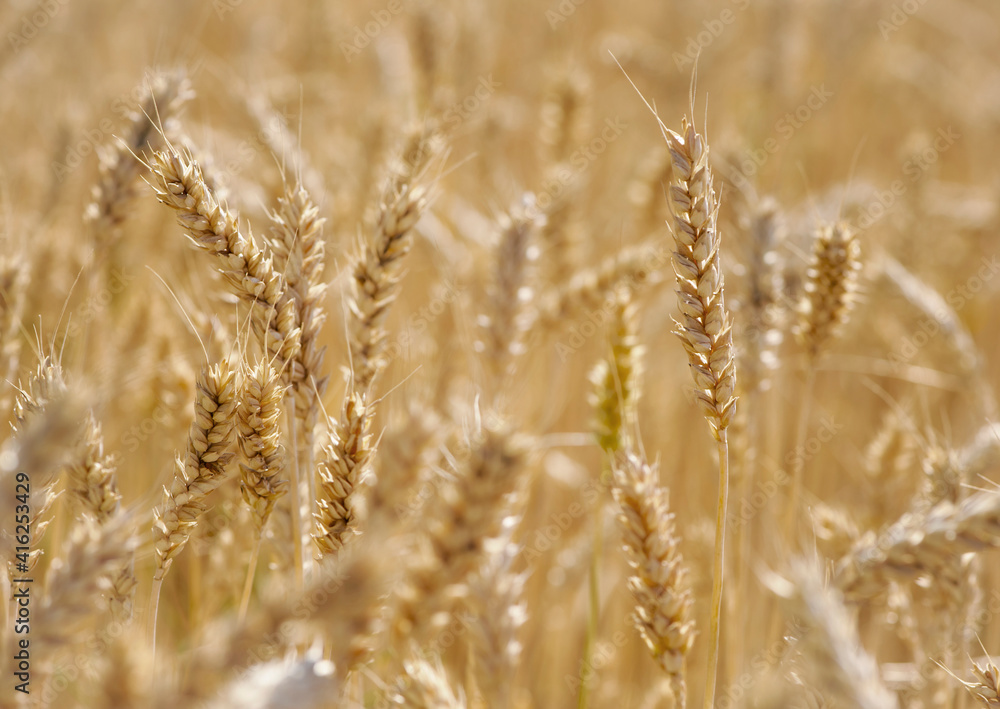 golden spikelets of wheat in the field close up. Ripe large golden ears of wheat against the yellow background of the field. Close-up, nature. The idea of a rich summer harvest, farming golden spikelets of wheat in the field close up. Ripe large golden ears of wheat against the yellow background of the field. Close-up, nature. The idea of a rich summer harvest, farming
