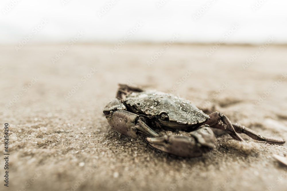 Crab in the sand at a beach on Sylt island Germany