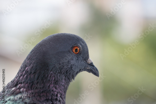 Obraz na płótnie Bluish-grey pigeon in Chiang Mai,Thailand w salonie