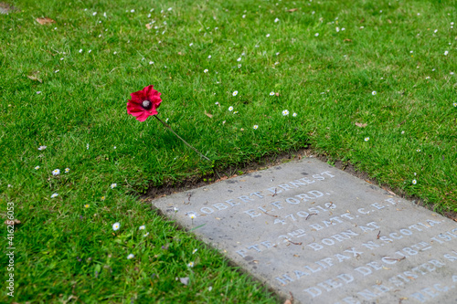 poppy and a grave