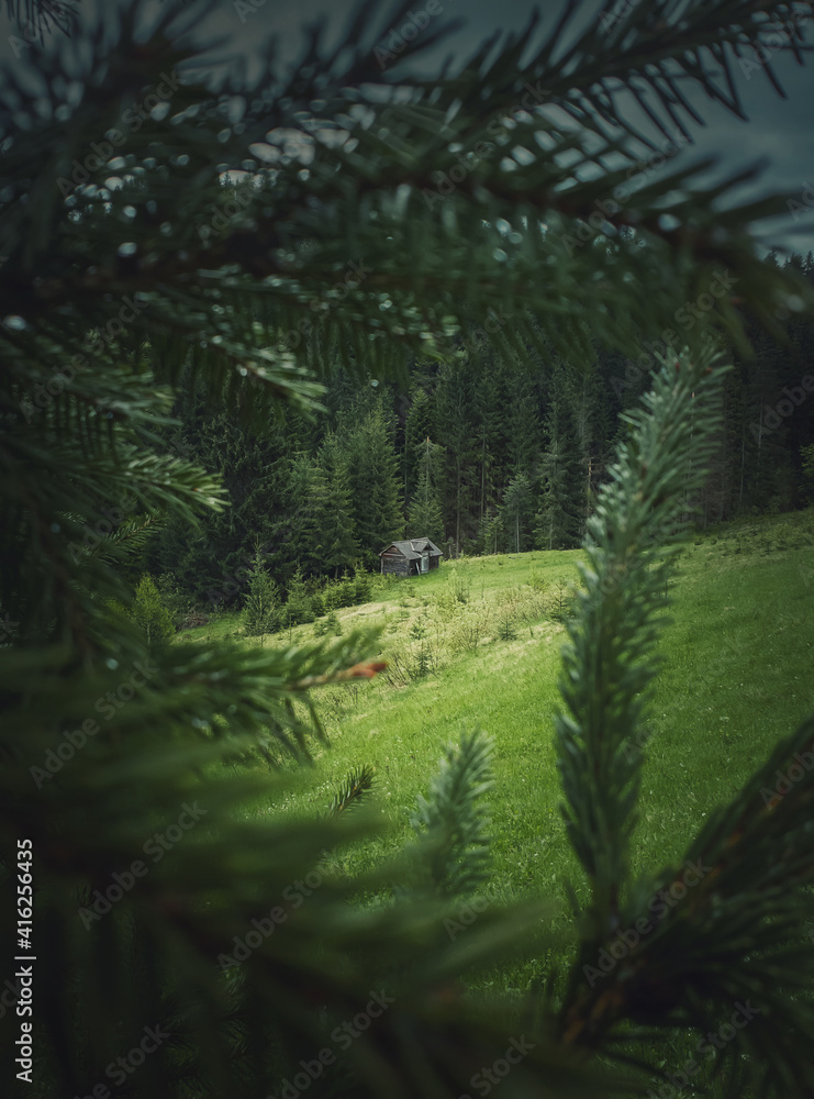 Fototapeta premium Old wooden cabin cottage on a meadow near the coniferous forest, as seen through the fir tree branches. Picturesque and moody spring scene in the mountains. Abandoned house in the woods.