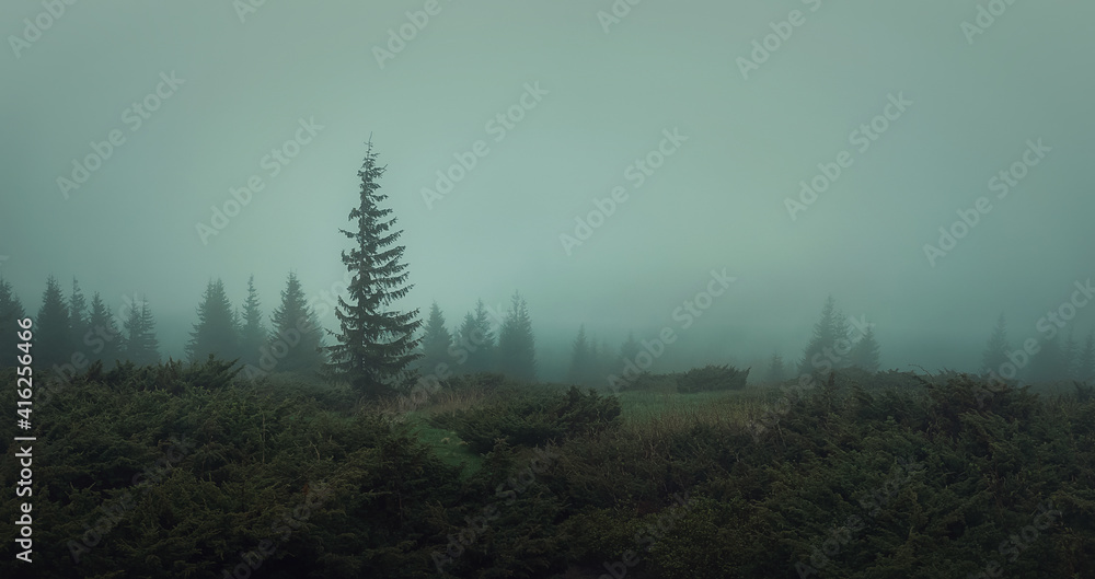 Spring weather in the Carpathians Mountains. Moody seasonal fir forest, panoramic landscape, gloomy and foggy environment. Misty coniferous woods atmosphere. Haze on the hill, no visibility.