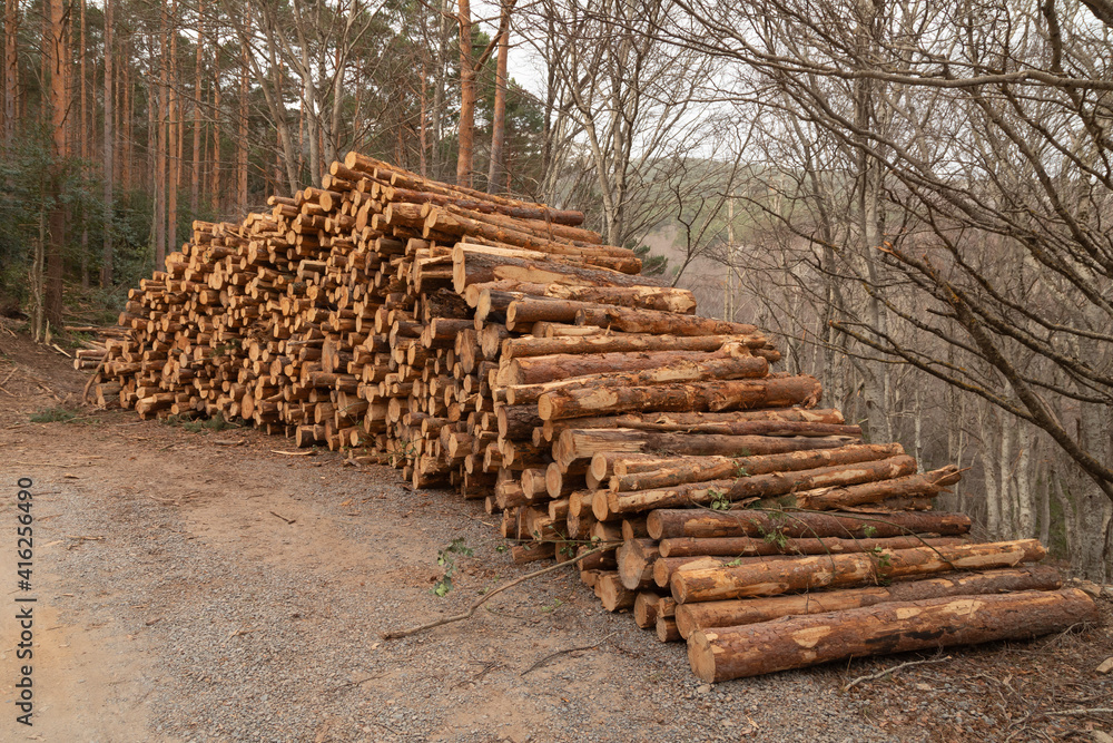 Stacked trunks of trees and pines, felled, cut, by the wood industry, in the forests that surround the slopes of Moncayo, the highest mountain in the Iberian System, in Aragon, Spain.