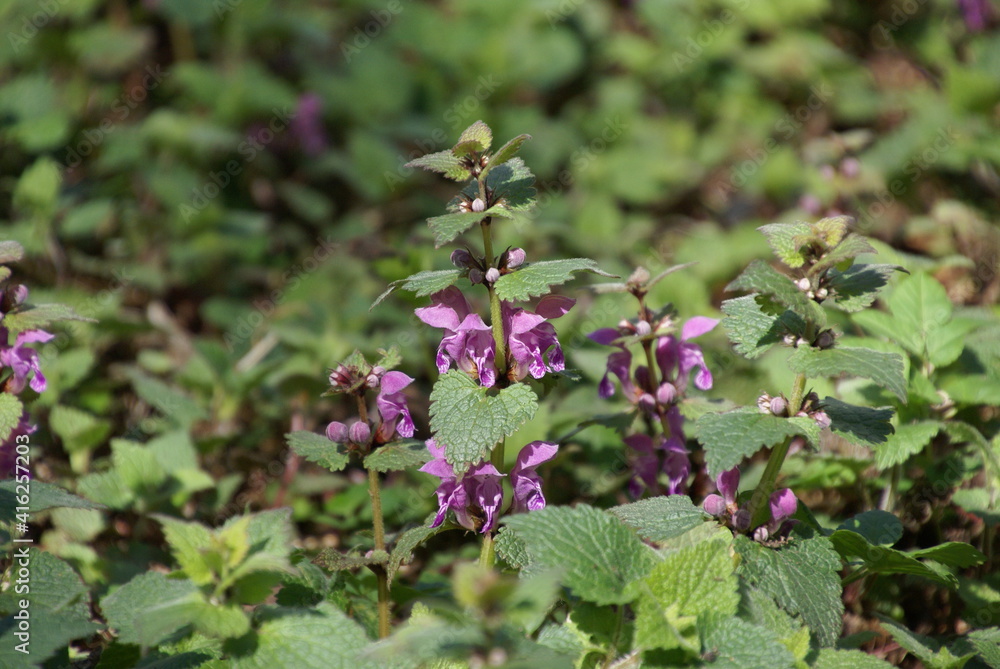 Purpurrote Taubnessel 416257203 Lamium purpureum Purpurrote Taubnessel 416257203 Lamium purpureum