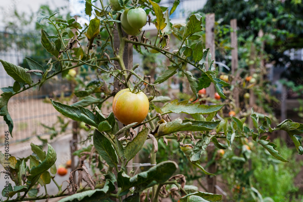 Organic tomatoes in urban garden