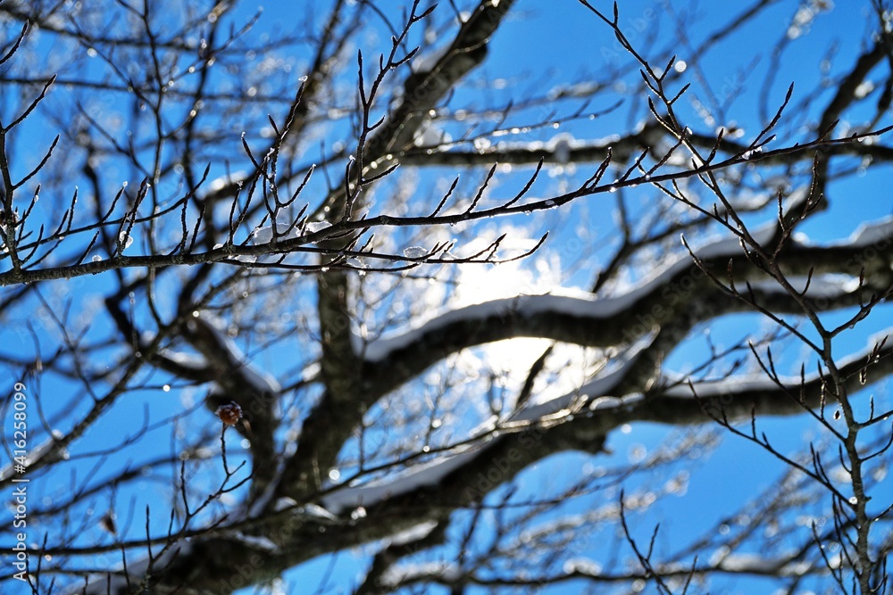 Tree branches in the forest filled with fresh snow after a heavy snowfall. Frozen trees in the forest. 