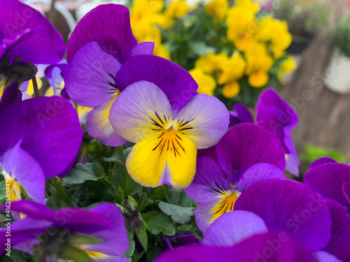 Beautiful blooming viola cornuta purple yellow spring flowers close up  horned violet in the flower pot outdoors