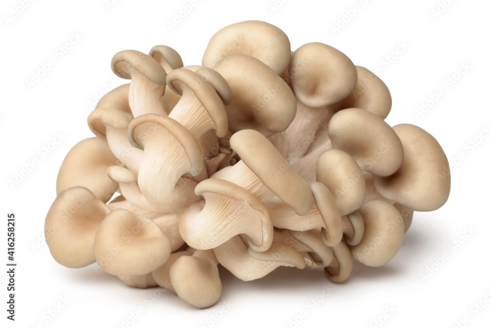 Fototapeta premium Oyster mushrooms