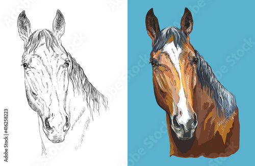 Vector illustration portrait of beautiful chestnut horse