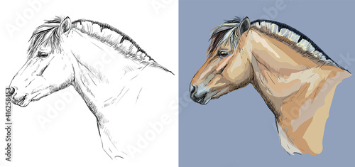 Vector illustration portrait of Norwegian fjord pony