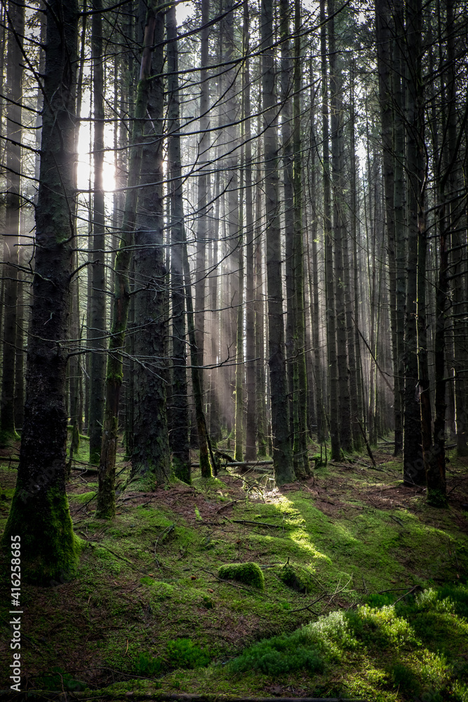 Obraz premium forest in the morning