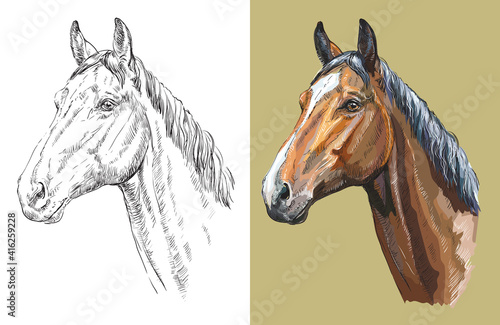 Vector illustration portrait of beautiful Trakehner horse
