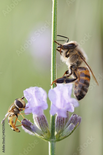 Closeup of European honey bee and hoverfly sitting together on lavender blossom