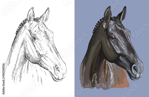 Vector illustration portrait of beautiful thoroughbred horse photo