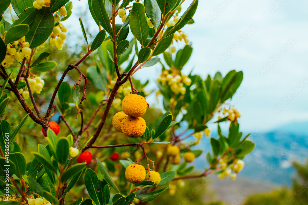 The strawberry tree is a typical fruit of the Iberian peninsula Spain - Portugal