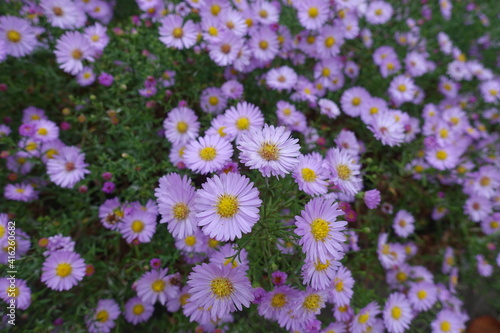 Daisy like pink flowers of Michaelmas daisies in October
