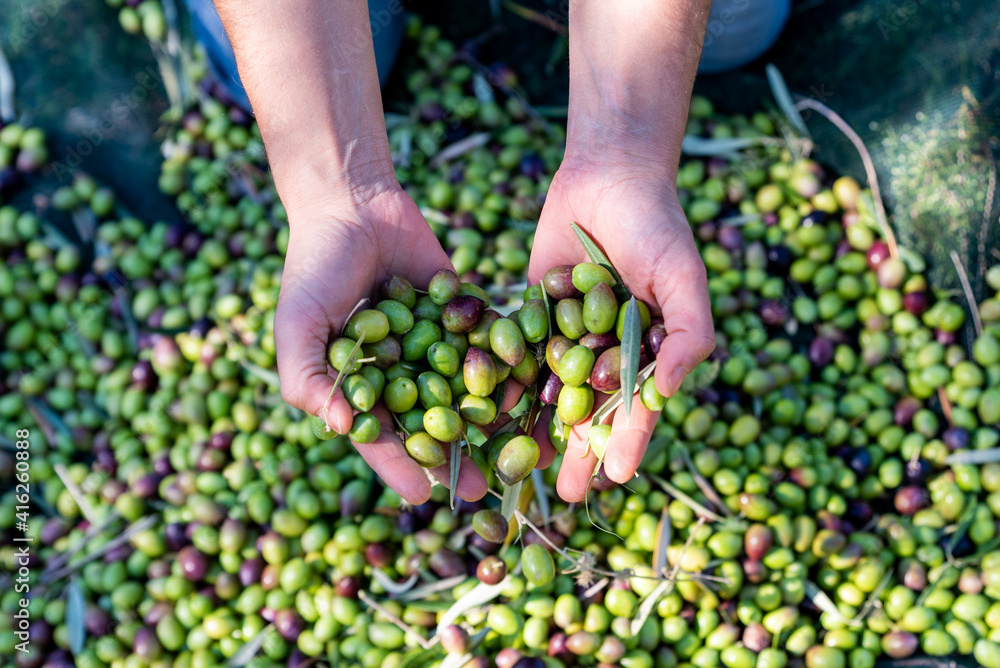 Woman keeps in her hands some of harvested fresh olives in a field, top view Woman keeps in her hands some of harvested fresh olives in a field, top view
