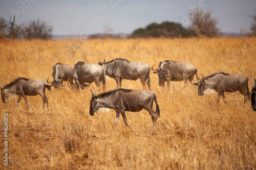 wildebeest in the serengeti national park city