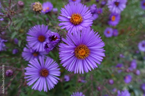 Dark purple flowers of New England aster in October