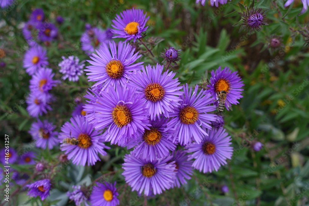 Florescence of New England aster in October Florescence of New England aster in October