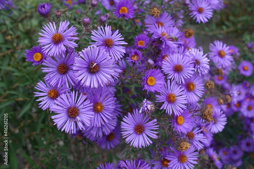 Dozens of purple flowers of New England aster in October photo