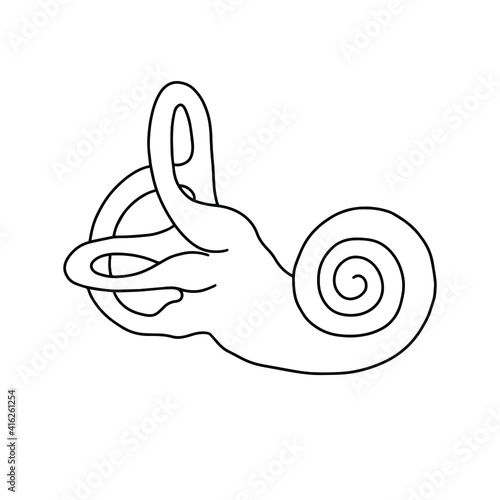 Human cochlea anatomy. The structure of the inner ear.