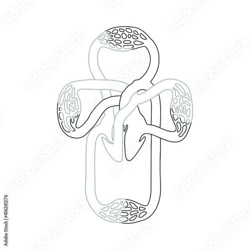 The Cardiovascular human system. Outline medical illustration.