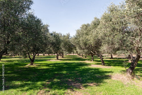 Traditional plantation of olive trees, Greece