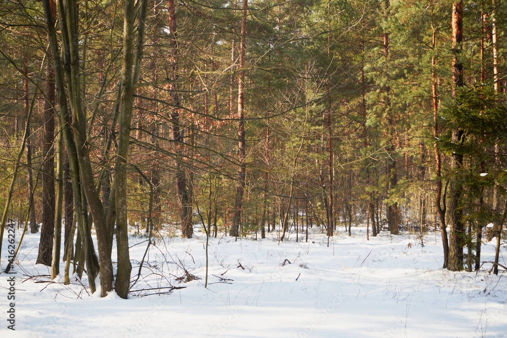 Fototapeta premium leśna zimowa ścieżka