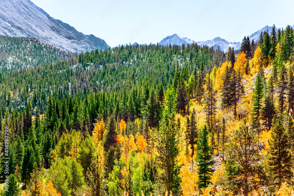 The birches. aspens and coniferous forests