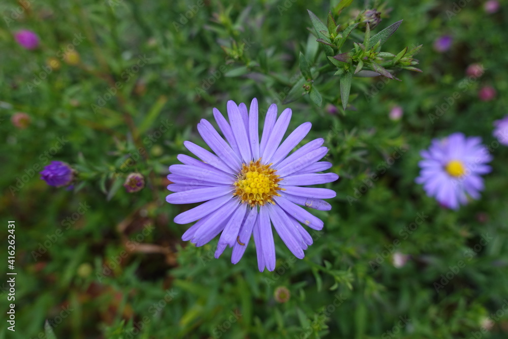 Closeup of violet flower of Michaelmas daisies in October Closeup of violet flower of Michaelmas daisies in October