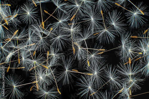 Dandelion seeds  taraxacum officinale pappus  on black background  color studio close up photo.