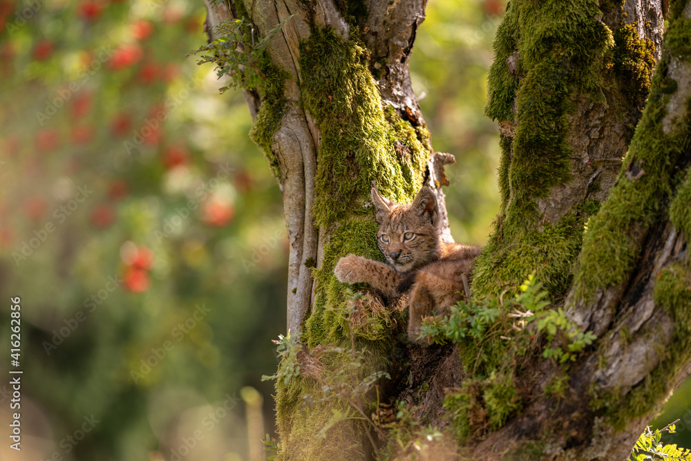 Sitting small lynx cub in a mossy tree with red furits tree in the background and golden long grass on a bottom. Sitting small lynx cub in a mossy tree with red furits tree in the background and golden long grass on a bottom.