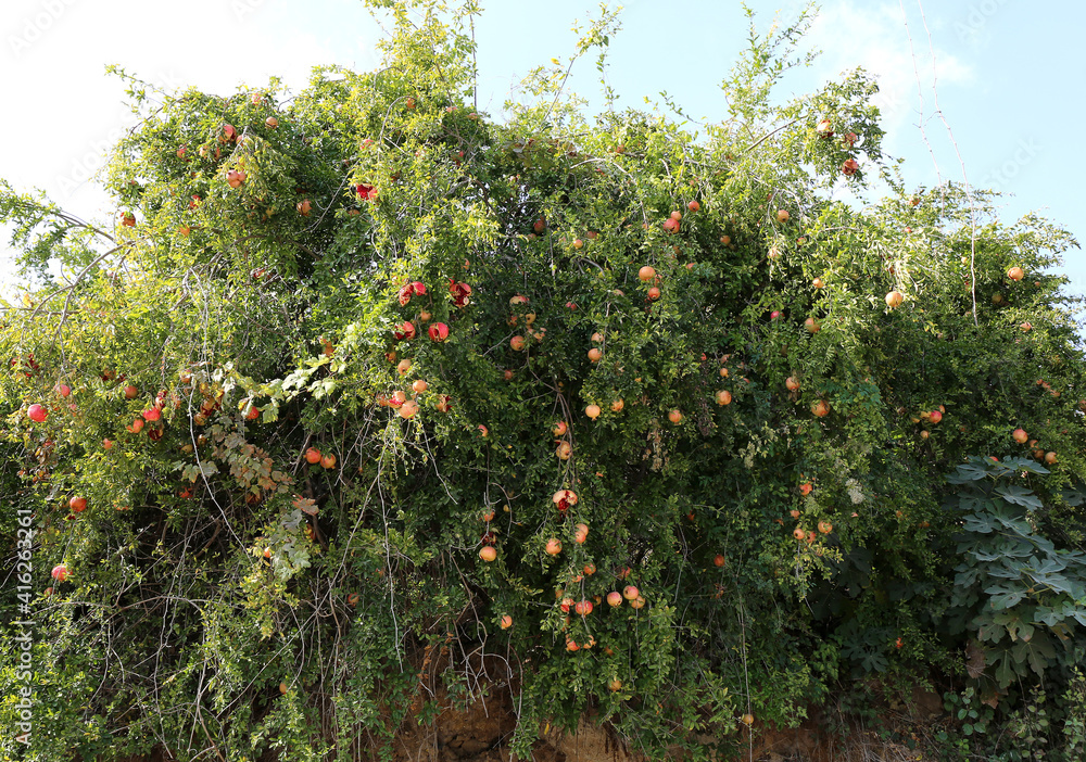 Pomegranate Tree with fruits