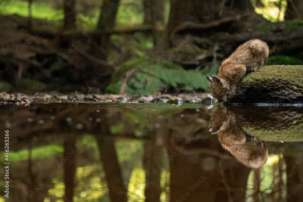 Lynx cub drinking from forest stream with reflection in the water