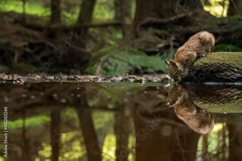 Lynx cub drinking from forest stream with reflection in the water