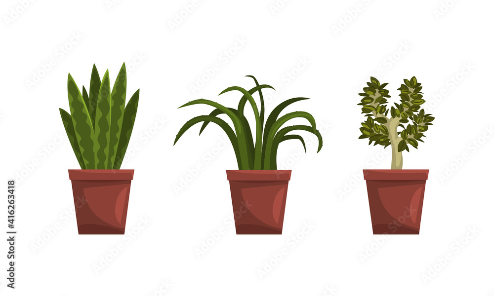 House Plants Collection, Potted Exotic Plants for Interior Decoration Flat Vector Illustration