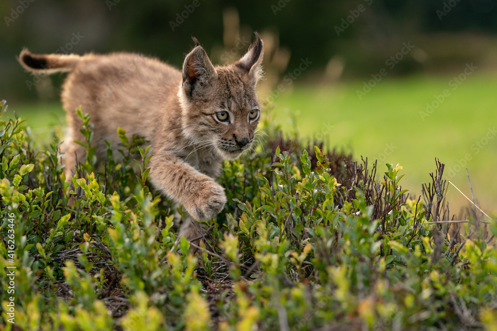 Obraz premium Small lynx cub crossing a blueberry. Closeup view to wild animal