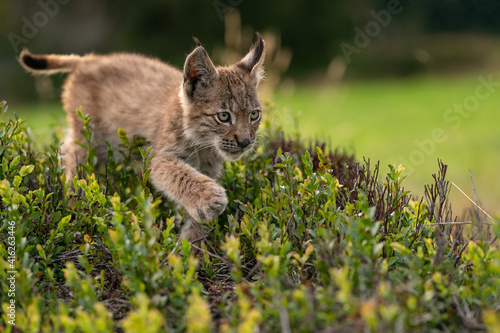 Small lynx cub crossing a blueberry. Closeup view to wild animal