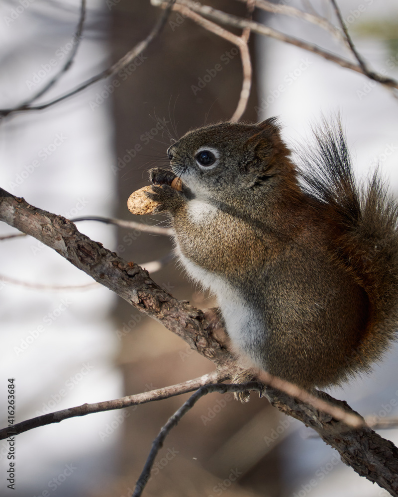 squirrel on a tree squirrel on a tree