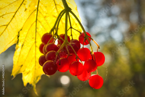 Branch of autumn viburnum with red berries and bright foliage against the sky. photo