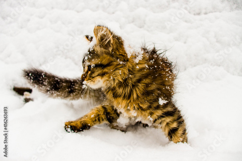 Beautiful kitten in the snow