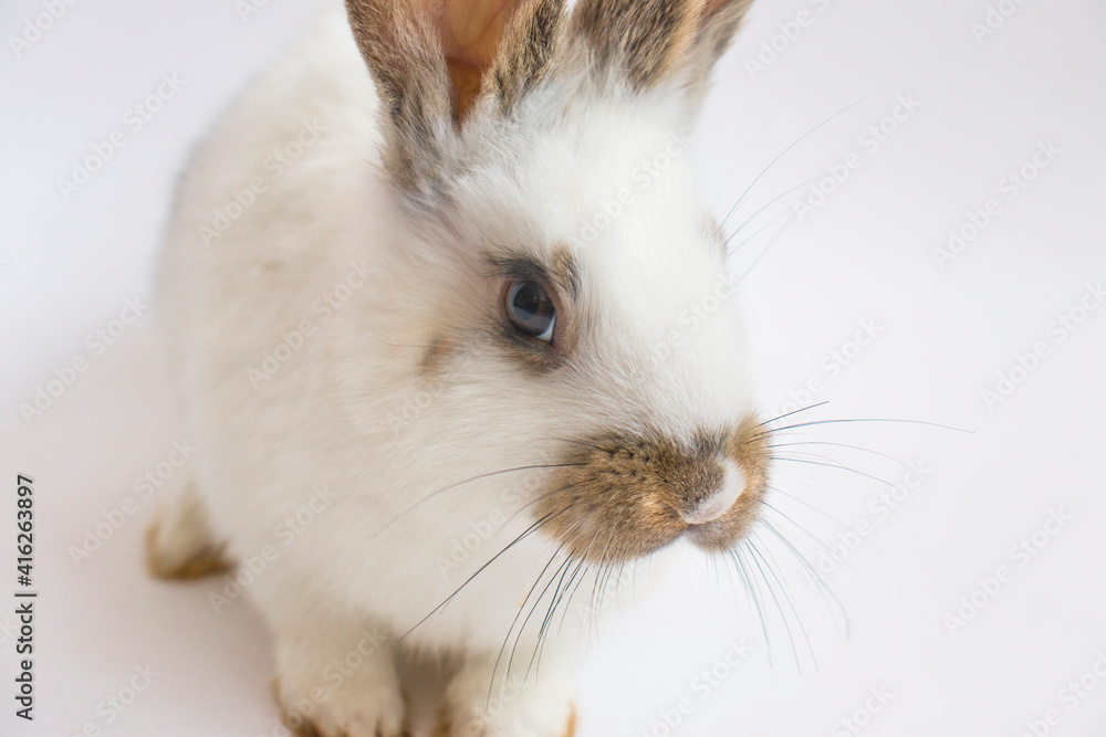 Fototapeta premium Easter Card Design. White funny bunny rabbit portrait isolited on white background. Rabbit silhuette.