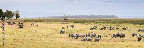 flock of wildebeest in the amboseli national park